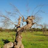 Foto scattata da Ivano Gioffreda nei primi giorni di ottobre: l'albero era considerato morto